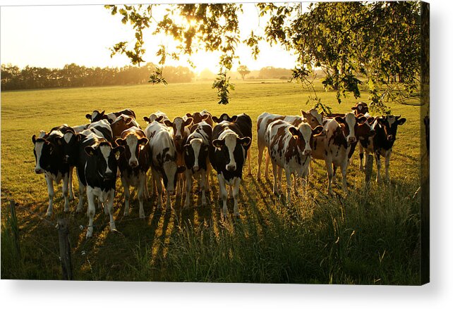 Shadow Acrylic Print featuring the photograph Crowded Cows by Bob Van Den Berg Photography