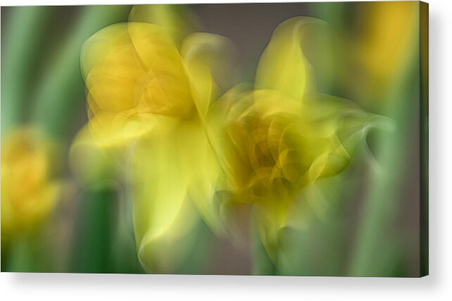Icm Acrylic Print featuring the photograph Daffodils by Roswitha Stelzer