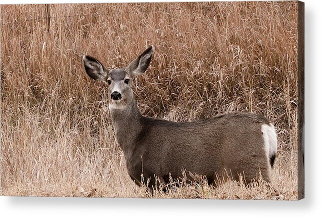 Arsenal Acrylic Print featuring the photograph Deer Looking At Camera by George And Marilu Theodore