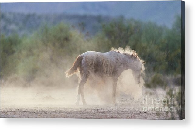 Shaking Off Dirt Acrylic Print featuring the photograph Dust Bath by Shannon Hastings