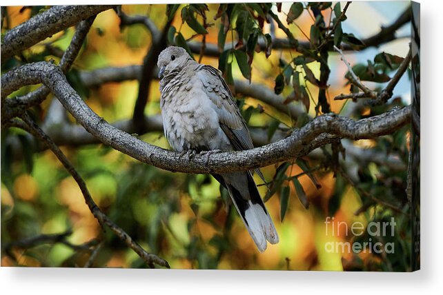 Standing Acrylic Print featuring the photograph Eurasian Collared Dove by Pablo Avanzini