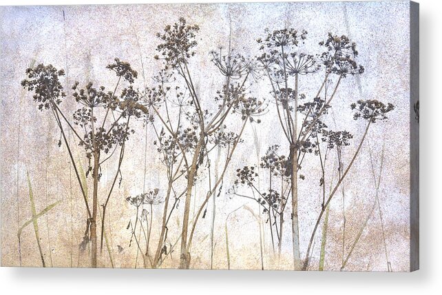 Multiple Exposure Acrylic Print featuring the photograph Faded Glory by Brigitte Van Krimpen