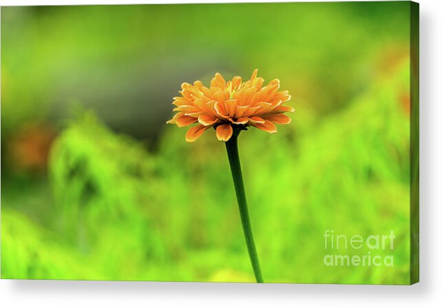 Landscape Acrylic Print featuring the photograph Flower by Dheeraj Mutha