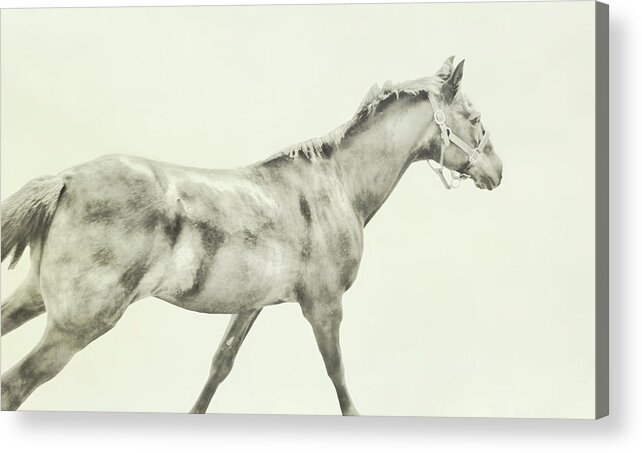 Art Acrylic Print featuring the photograph Full Gallop Art by Dressage Design
