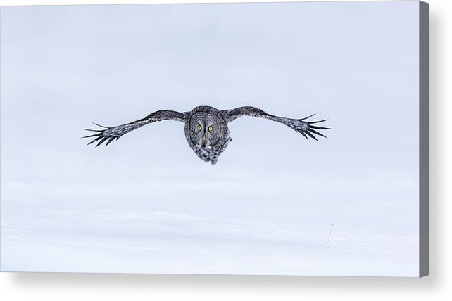 Owl Acrylic Print featuring the photograph Great Grey Owl In Flight by Jun Zuo