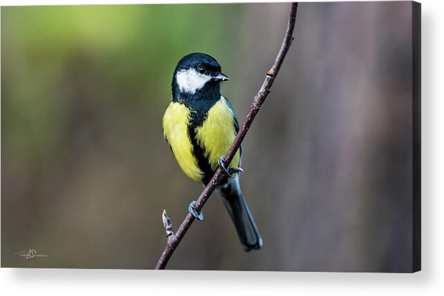 Great Tit Acrylic Print featuring the photograph Great Tit perching on the twig by Torbjorn Swenelius