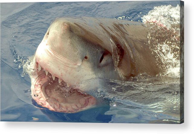 Shark Acrylic Print featuring the photograph Great White Shark by David Shuler