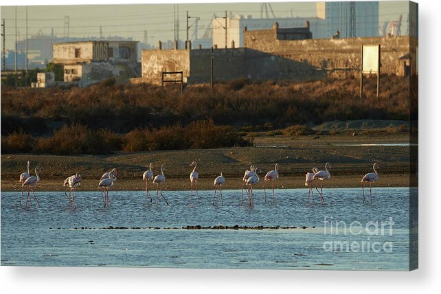 Flamingo Acrylic Print featuring the photograph Greater Flamingo at Arillo River by Pablo Avanzini