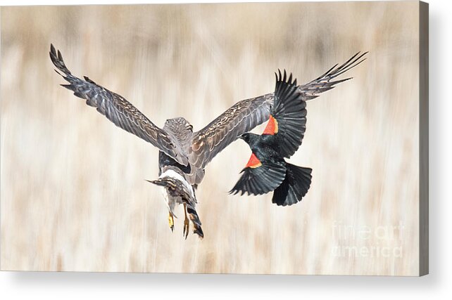 Bird Acrylic Print featuring the photograph Harassment by Dennis Hammer