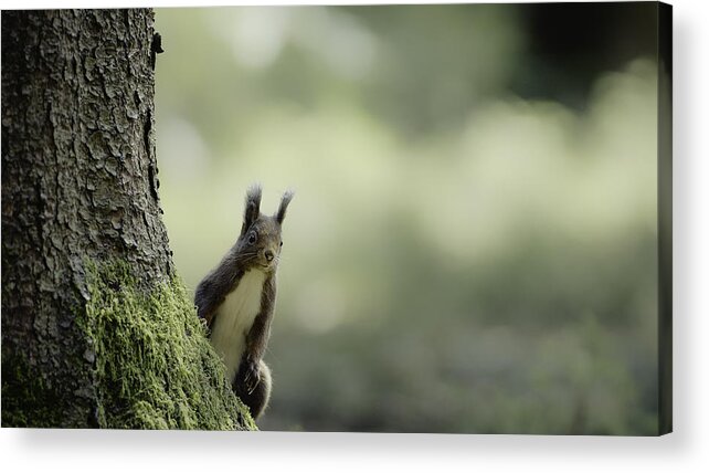 Squirrel Acrylic Print featuring the photograph Here I Am by Hannes Bertsch