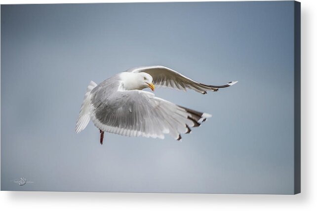 Herring Gull Acrylic Print featuring the photograph Herring Gull's flight by Torbjorn Swenelius