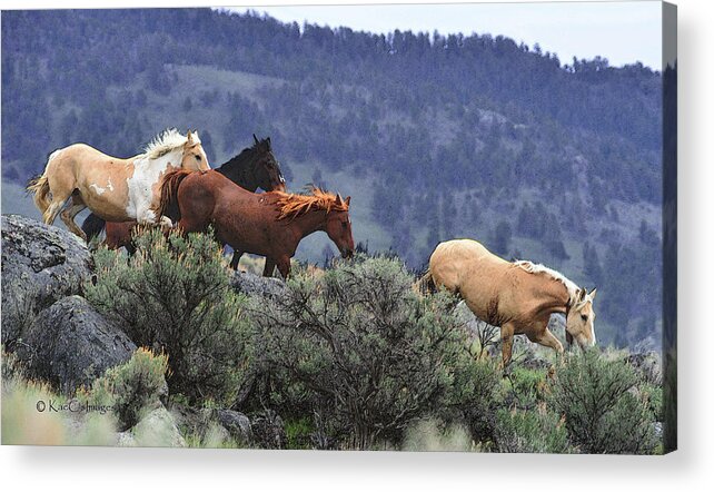 Equines Acrylic Print featuring the photograph Horses On A Downhill Run by Kae Cheatham