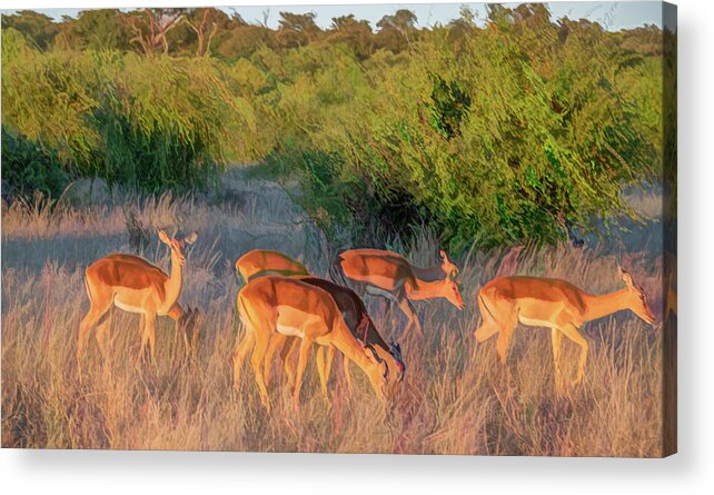 Impala Acrylic Print featuring the photograph Impalas of Botswana, Painterly by Marcy Wielfaert