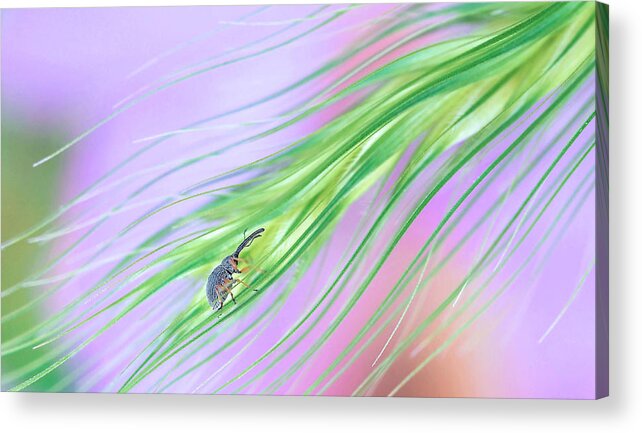 Nature Acrylic Print featuring the photograph In A Storm Of Colors... by Thierry Dufour