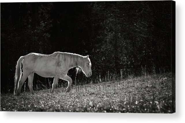 Horse Acrylic Print featuring the photograph Life is an Uphill Battle by Holly Ross