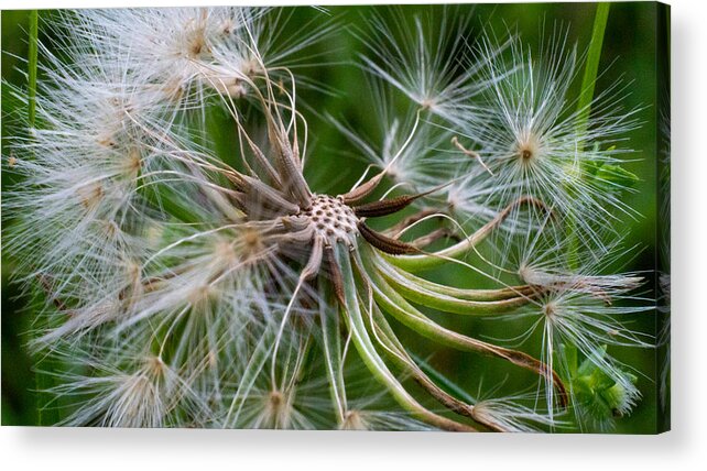 Flower Acrylic Print featuring the photograph Life Works Hard by Ivars Vilums