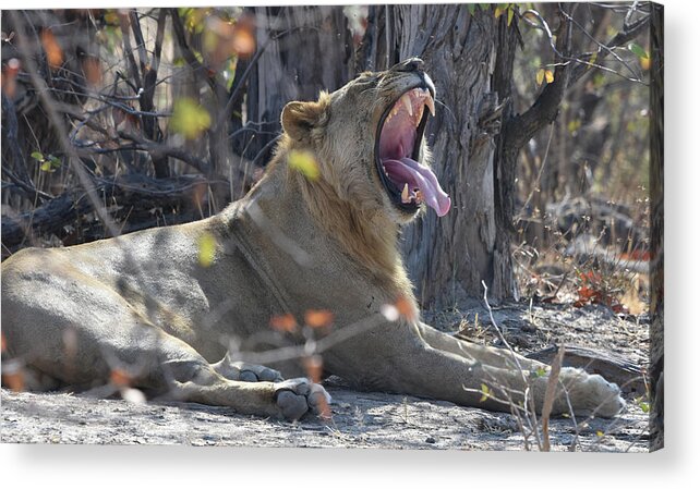 Lion Acrylic Print featuring the photograph Lion's Yawn by Ben Foster