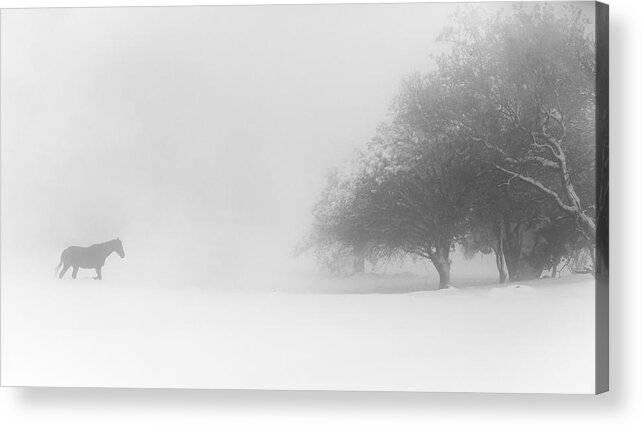 Snow Acrylic Print featuring the photograph Lone Horse by Tomer Eliash