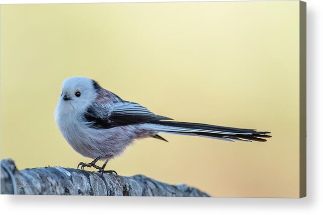Long-tailed Tit Acrylic Print featuring the photograph Looong Tailed Tit by Torbjorn Swenelius