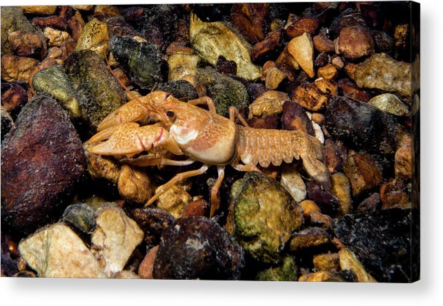 Animal Acrylic Print featuring the photograph Midget Crayfish Faxonius Nana by Dante Fenolio
