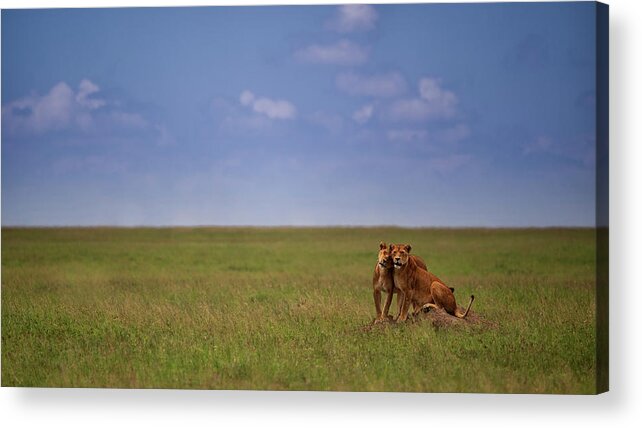 Wildlife Acrylic Print featuring the photograph My Back by Mohammed Alnaser