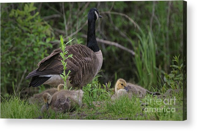Canadian Geese And Goslings Acrylic Print featuring the photograph Nature's Gift by Mary Lou Chmura