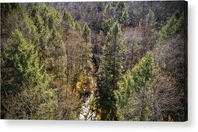 New York Acrylic Print featuring the photograph NY Forest by Anthony Giammarino