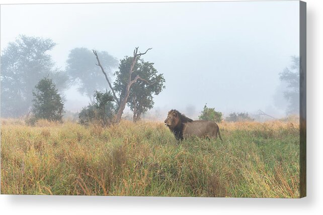 Lion Acrylic Print featuring the photograph On The Hunt by Hamish Mitchell