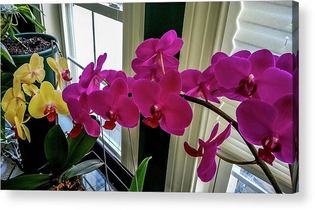 Flower Acrylic Print featuring the digital art Orchids, Orchids by Ed Stines
