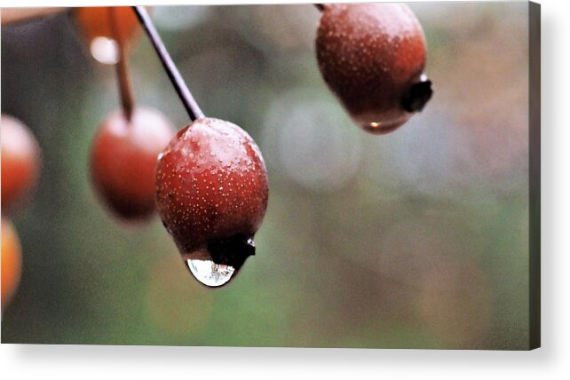 Tree Acrylic Print featuring the photograph Ornamental Pear by Jerry Connally