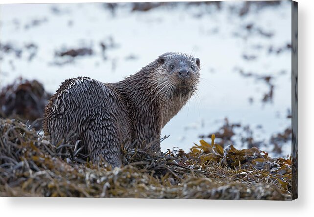 Otter Acrylic Print featuring the photograph Otter Looks Back by Pete Walkden