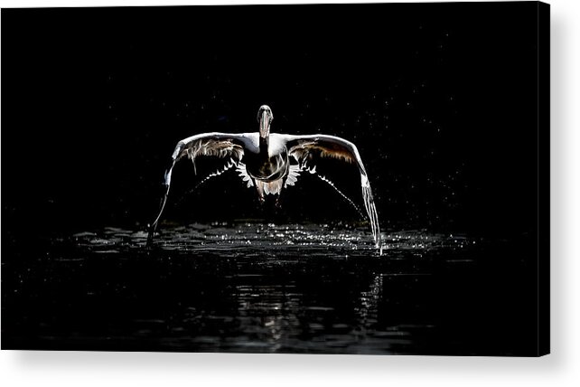 Pelican Acrylic Print featuring the photograph Pelican Flight 2 by Eiji Itoyama