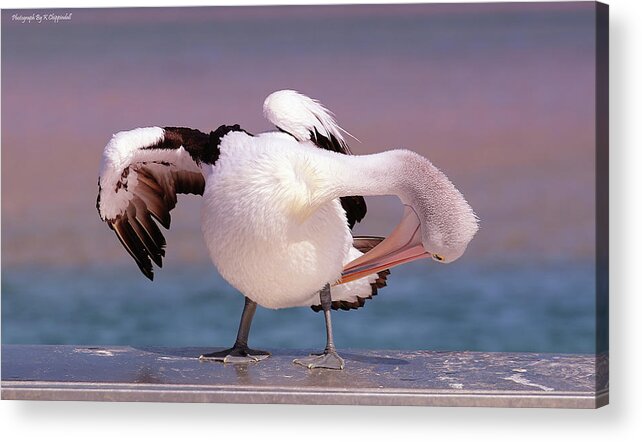 Pelicans Acrylic Print featuring the digital art Pelican show off 05 by Kevin Chippindall