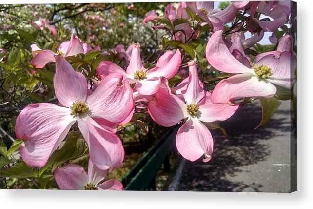 Bloom Acrylic Print featuring the photograph Pink Dogwood Blooms by Christopher Lotito