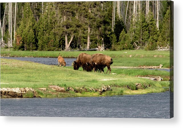 Bison Buffalo Animals Wildlife Madison River Yellowstone National Park Baby Summer Play Acrylic Print featuring the photograph Play Time by Ronnie And Frances Howard