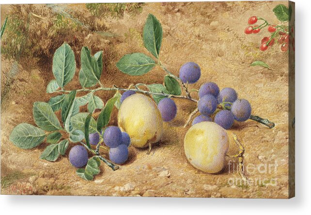 Pre-raphaelite Acrylic Print featuring the drawing Plums by Heritage Images