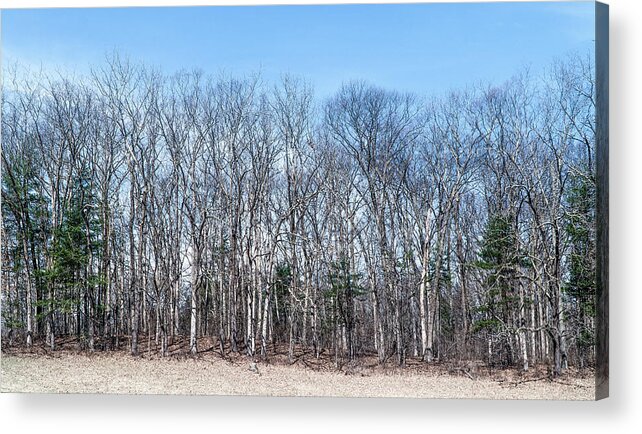 Nature Acrylic Print featuring the photograph Poets Walk Park Trees by Tom Romeo