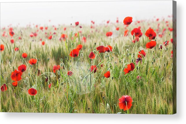 Tranquility Acrylic Print featuring the photograph Poppies And Cobweb Early Morning by Peter Adams