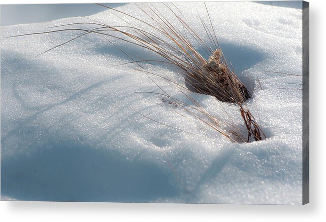 Grass Acrylic Print featuring the photograph Prairie Grass in Snow by Phil And Karen Rispin