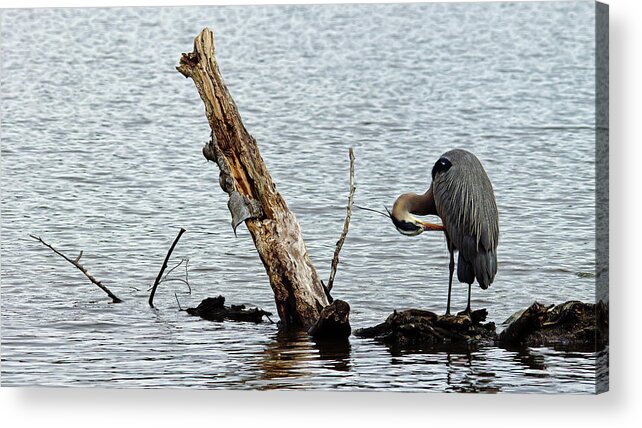 Heron Acrylic Print featuring the photograph Preening by Cameron Wood