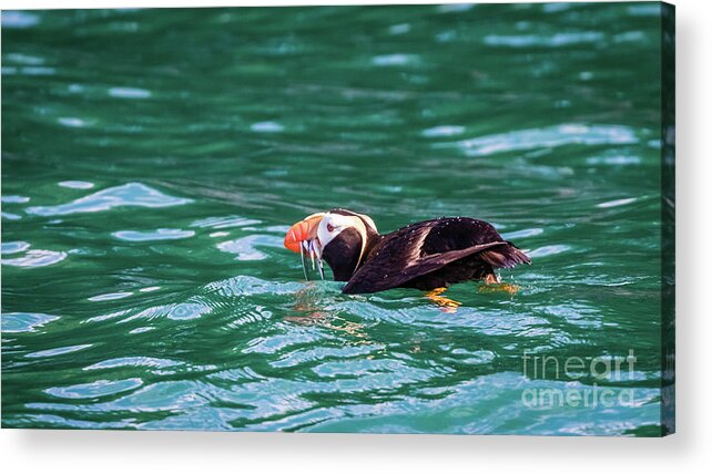 Puffin Acrylic Print featuring the photograph Puffin fishing in Resurrection Bay, Alaska by Lyl Dil Creations