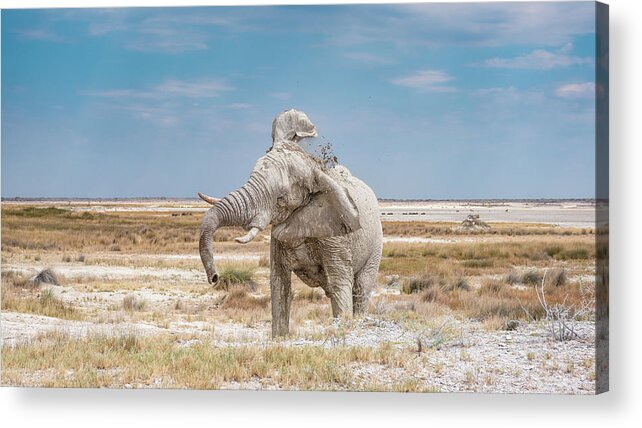 Elephant Acrylic Print featuring the photograph Raging Bull by Hamish Mitchell