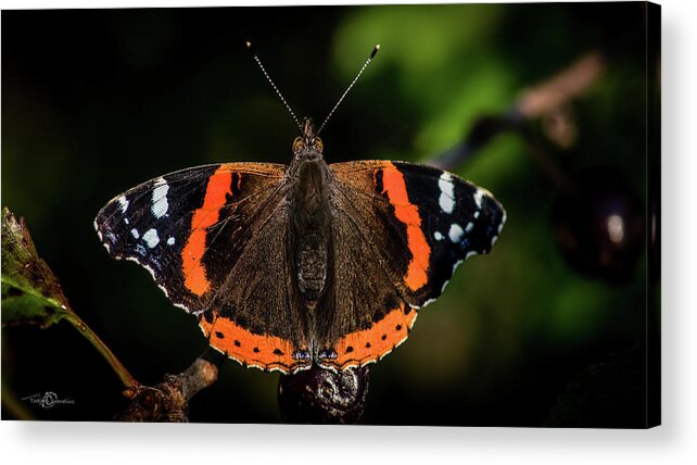 Red Admiral Butterfly Acrylic Print featuring the photograph Red Admiral Butterfly in the cherry tree by Torbjorn Swenelius