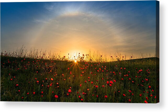 Red Acrylic Print featuring the photograph Red Poppies And Sunrise by Hua Zhu