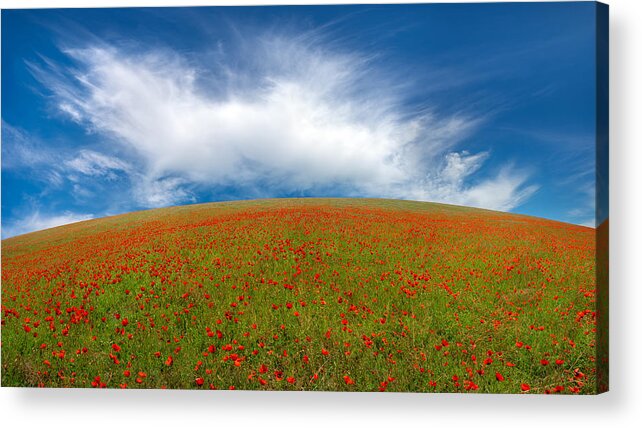Red Acrylic Print featuring the photograph Red Poppies by Hua Zhu