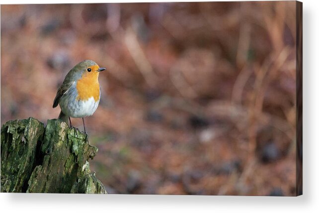 Robin Acrylic Print featuring the photograph Red Robin in the woods at Autumn by Anita Nicholson