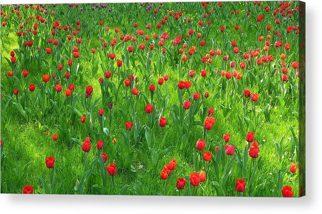 Berlin Acrylic Print featuring the photograph Red Tulip Garden by Dieter Palm Berlin