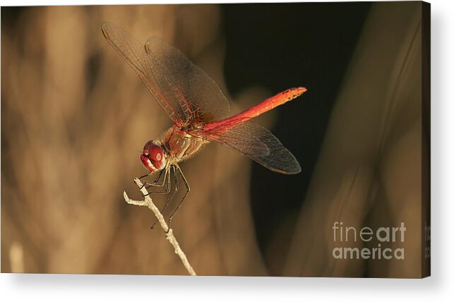 Striolatum Acrylic Print featuring the photograph Red-veined darter Dragonfly by Pablo Avanzini