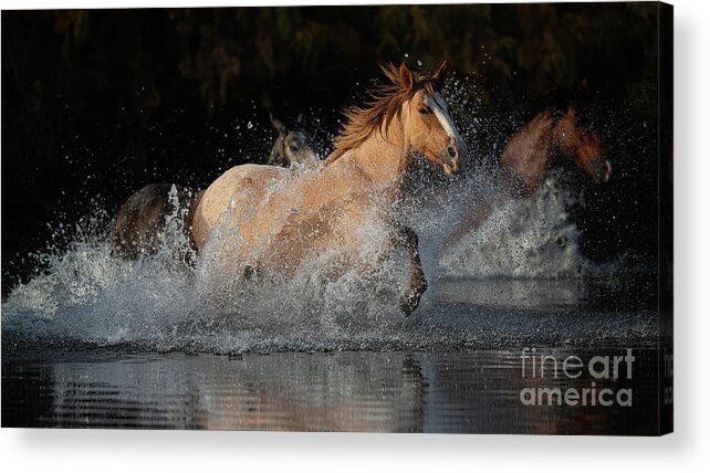 Horse Acrylic Print featuring the photograph River Run by Shannon Hastings