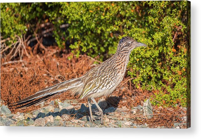 Loree Johnson Photography Acrylic Print featuring the photograph Roadrunner Pause by Loree Johnson